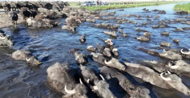 Kayseri’de manda safari deneyimi: Erciyes’in eteklerinde doğal güzellikler