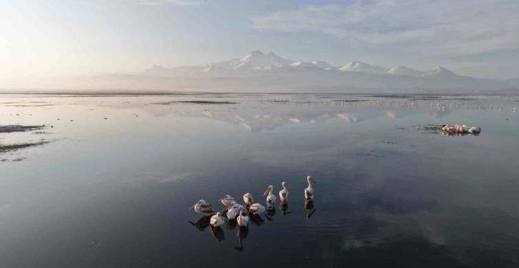 Kayseri’de Pelikan Ziyareti: İlk Grubun Gelişi