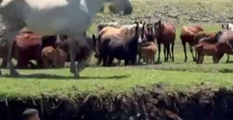 Kayseri'de tayı kurtarmak için suya atlayan kişi kameralara yansıdı