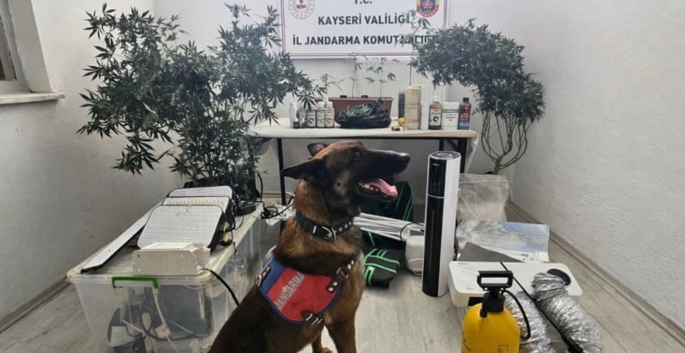 Kayseri'de Yasadışı Kenevir Operasyonu