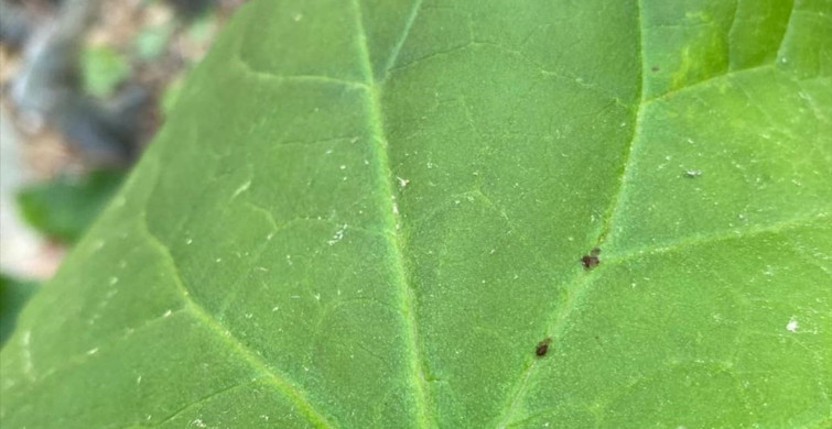 Kaz Dağları'nda Keşfedilen Yeni Böcek Türü: Aphis dardanelliensis