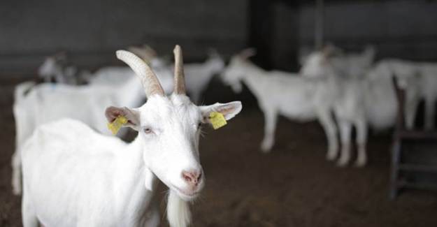 Keçi Sütünde Kovid-19'a Karşı Etkili Protein Bulundu