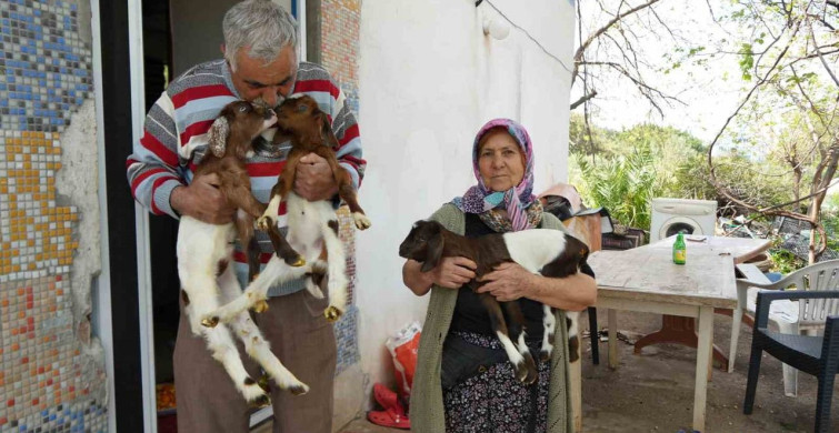 Keçi Yetiştiriciliği Mağduriyeti: Antalya'da Yaşananlar