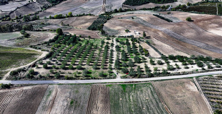 Keçiboynuzu ile Tarımı Canlandıran Çiftçi