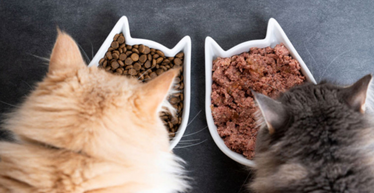 Kedi maması seçimi nasıl olmalıdır?