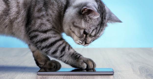 Kedi Miyavlamasını Tercüme Eden MeowTalk Uygulaması 