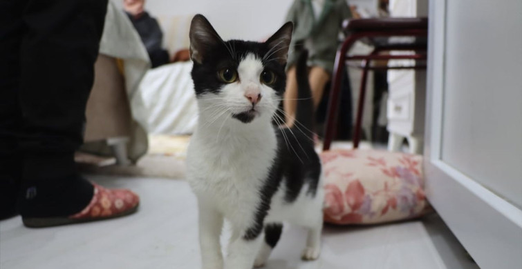 Kedi Sevgisi 40 Kediye Ulaşıyor