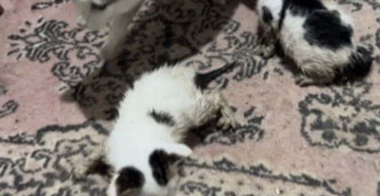 Kedi ve Yavruları Selden Kurtarıldı