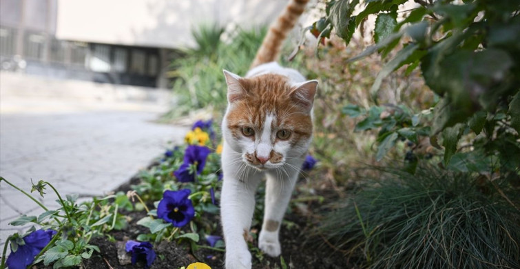 Kedilerin İnsanlarla İletişimi Cinsiyete Göre Nasıl Değişiyor?