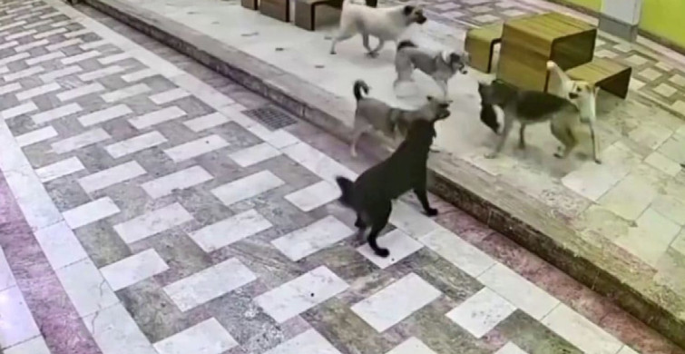 Kedinin tek başına 6 köpekle mücadelesi güvenlik kamerasında kaldı