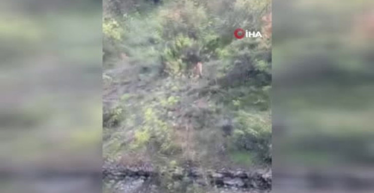 Kekik Toplayan Vatandaş Kurtlarla Karşılaştı