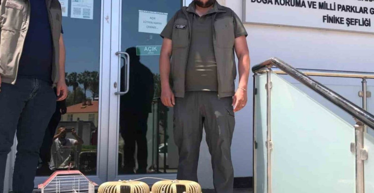 Keklik ve Papağan Kaçakçılığına Geçit Yok