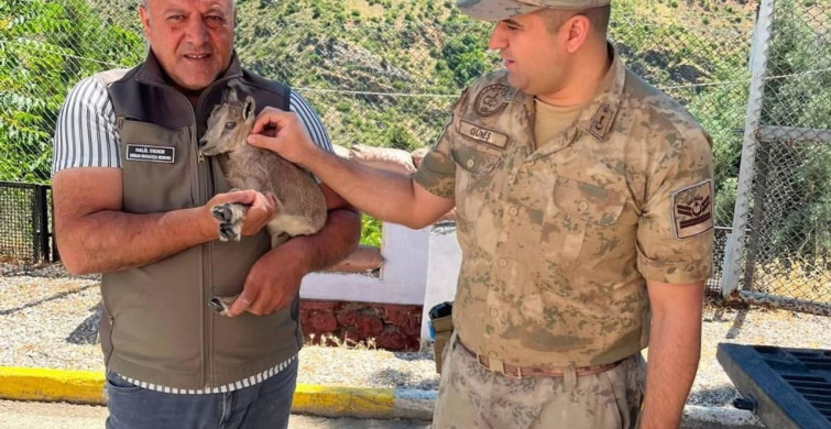 Kemaliye'de bitkin halde bulunan yavru dağ keçisi koruma altına alındı