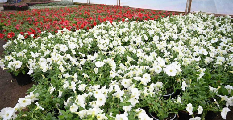 Kemer Yaz Sezonuna Petunyalarla Hazırlanıyor