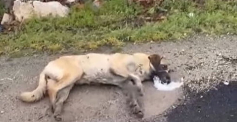 Kemerhisar'da Sokak Köpeklerine Yönelik Zehirlenme İddiaları Üzerine Harekete Geçildi