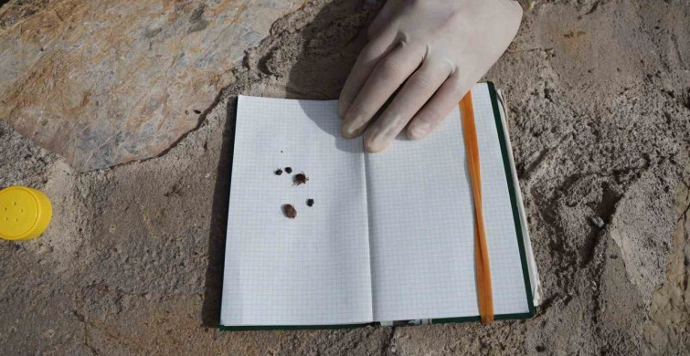 Kene Popülasyonu Artıyor: Erken Tedbir Önerileri