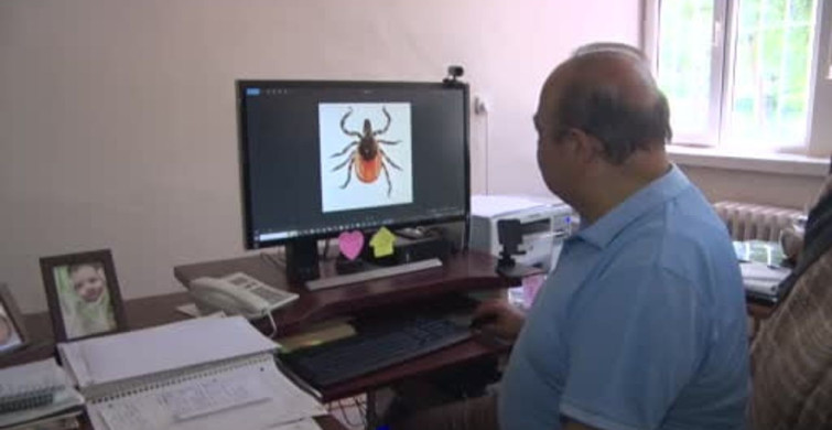 Keneler gölgeyi seviyor: Bir dişi kene 10 bin yumurta bırakabilir