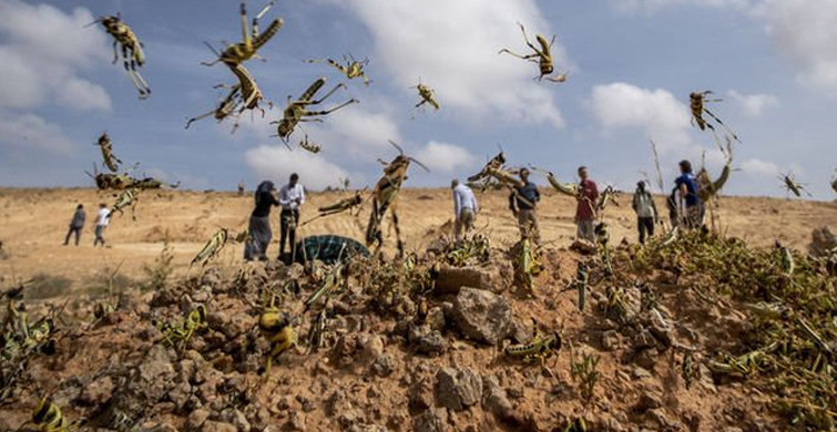 Kenya, Etiyopya ve Sudan'da Çekirge İstilası