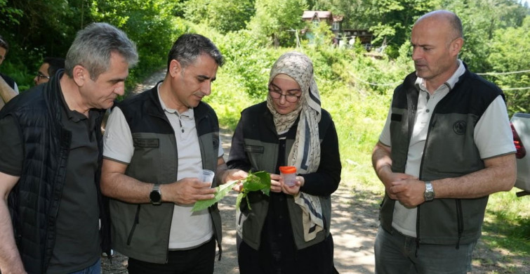 Kestane Ormanları İçin 5 Bin Samuray Arısı Doğaya Salındı