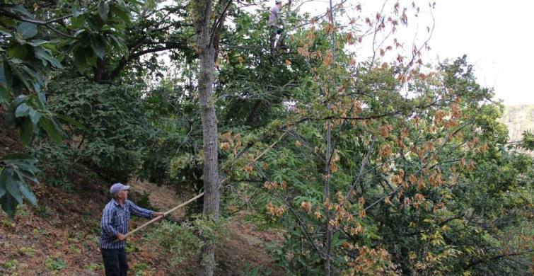 Kestane Üreticileri İçin Gal Arısı Uyarısı