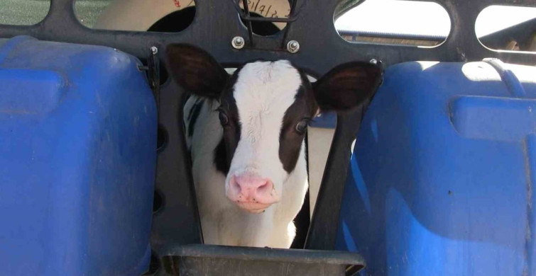 Kiledere Beldesi Şap Hastalığı Nedeniyle Karantinaya Alındı