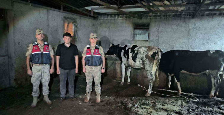 Kilis’te kaybolan büyükbaş hayvanlar jandarma tarafından bulundu