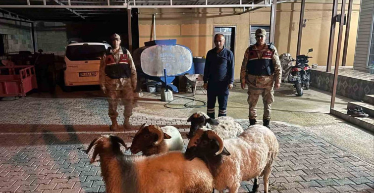 Kilis'te Kayıp Küçükbaş Hayvanlar Bulundu
