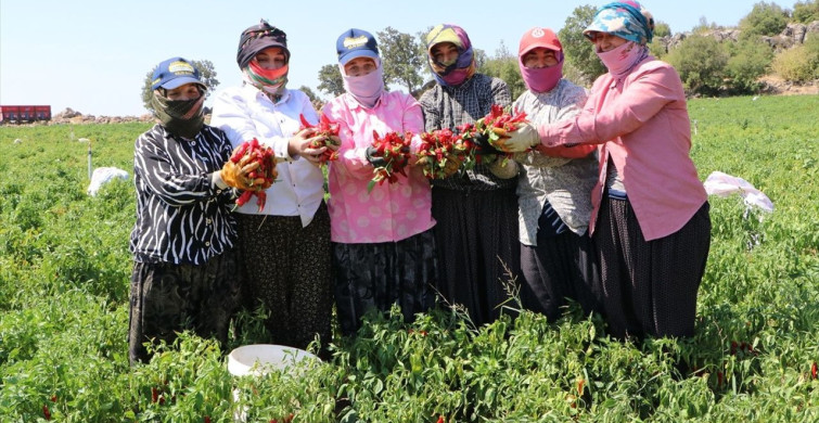 Kilis'te Kırmızı Biber Hasadı Başladı