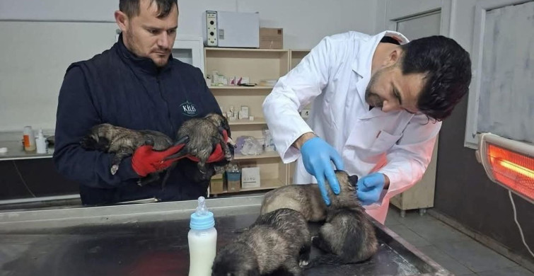 Kilis'te Yangından Kurtarılan 6 Köpek Yavrusu Sağlığına Kavuştu