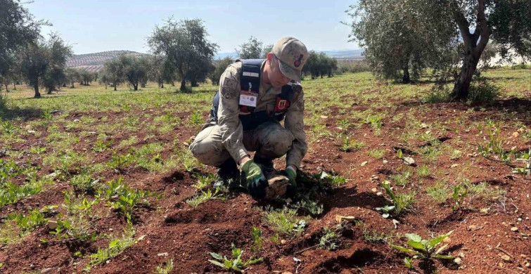 Kilis'te Yaralı Kızıl Şahin Kurtarıldı