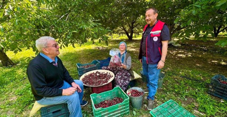 Kiraz bahçelerinde hasat öncesi pestisit denetimi