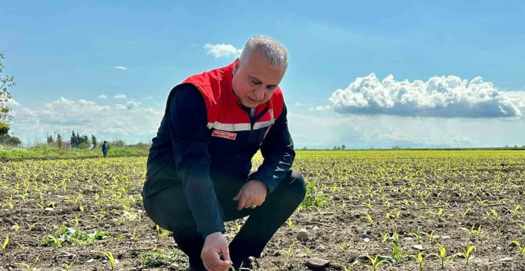 Kırıkhan'daki Mısır Alanları İncelendi