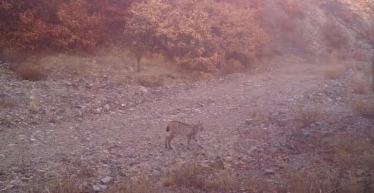Kırıkkale'de 'Ormanın Hayaleti' Vaşak Görüntülendi