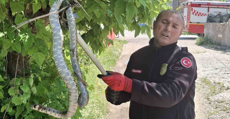Kırıkkale'de Yılan Kuş Yavrularını Kovalarken İtfaiye Devreye Girdi