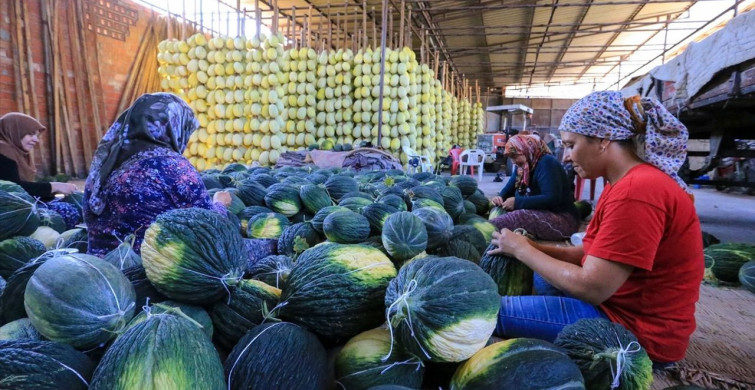 Kırkağaç Kavunu Hasadı Devam Ediyor