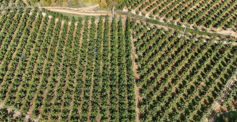 Kırklareli'de Ceviz Üretimi Güneş Enerjisiyle Destekleniyor