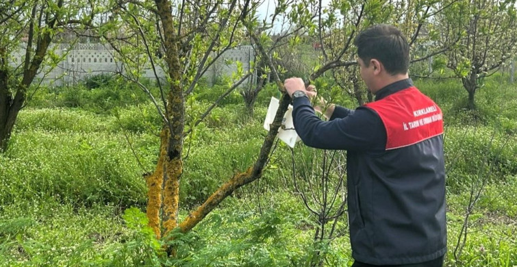 Kırklareli'de Elma Bahçelerine Feromon Tuzakları