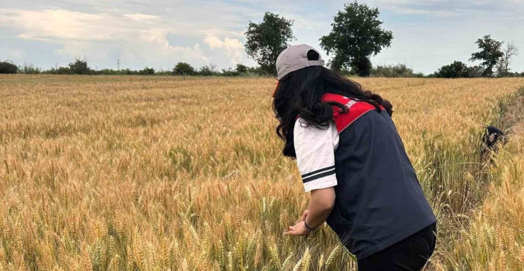 Kırklareli'de Hububat Alanlarında Süneyle Mücadele Devam Ediyor