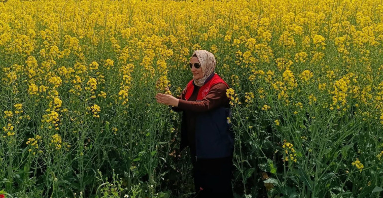 Kırklareli'de Kanola Tarlaları Üzerinde Detaylı Kontrol