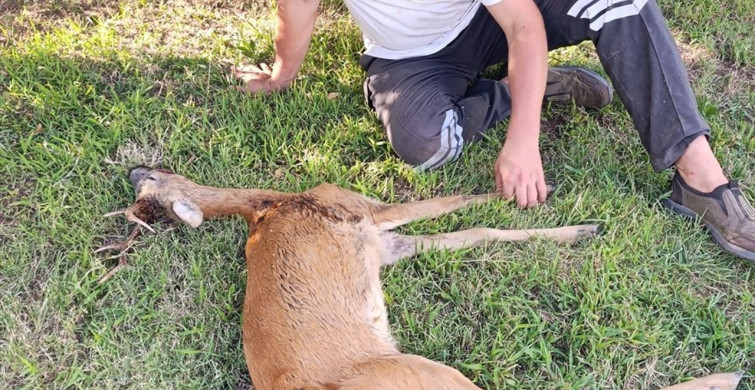 Kırklareli'nde Yaralı Karaca Kurtarıldı