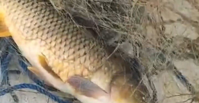 Kırklareli'nde Yasa Dışı Avcılığa Geçit Yok