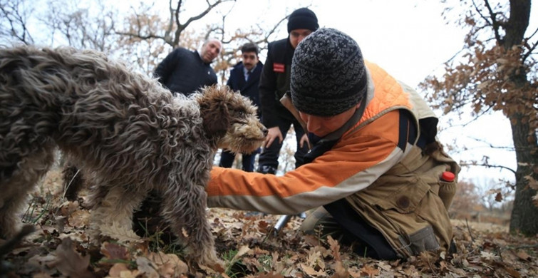 Kırklareli'ndeki Ormanlarda Özel Eğitilmiş Köpeklerle 'Kralların Yiyeceğini' Topluyorlar!
