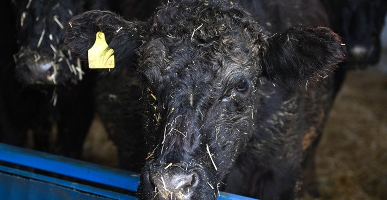 Kırsalda Bereket Projesi ile Kırmızı Et Üretimi Artıyor