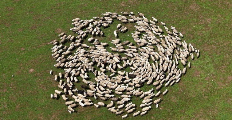 Kırsalda Bereket projesiyle genç besicilere destek