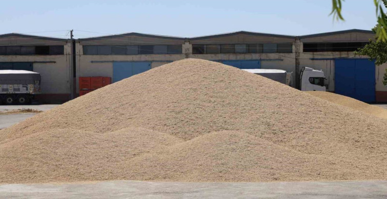Kırşehir'de arpa ve buğday hasadı başladı
