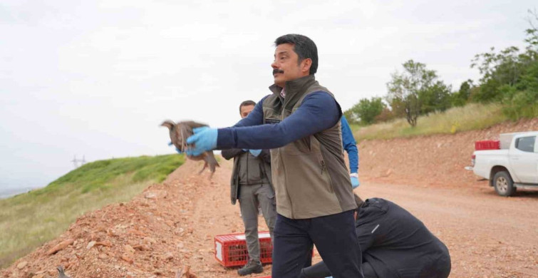 Kırşehir'de doğaya 900 kınalı keklik salındı