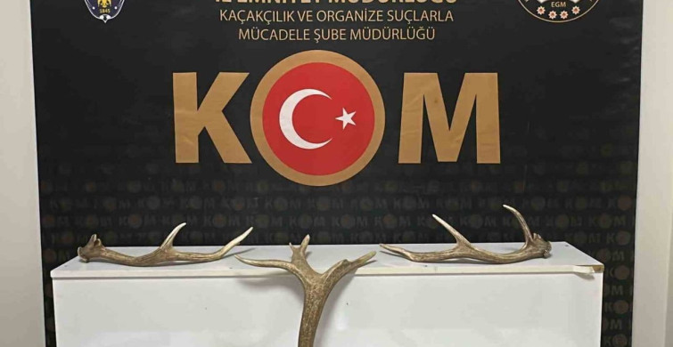 Kırşehir'de Kızıl Geyik Boynuzu Ele Geçirildi