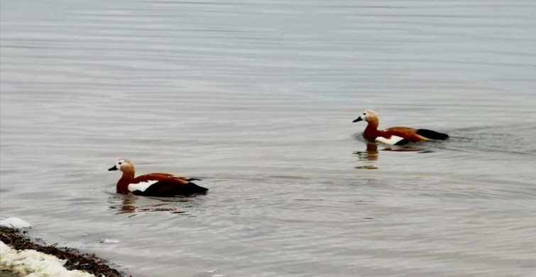 Kırşehir'de Koruma Altındaki Angutlara Yönelik Avcılık Cezası