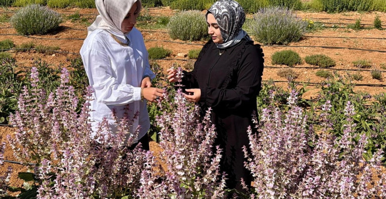Kırşehir'de Tıbbi Aromatik Bitki Üretimiyle Çiftçilere Alternatif Fırsatlar Sunuluyor