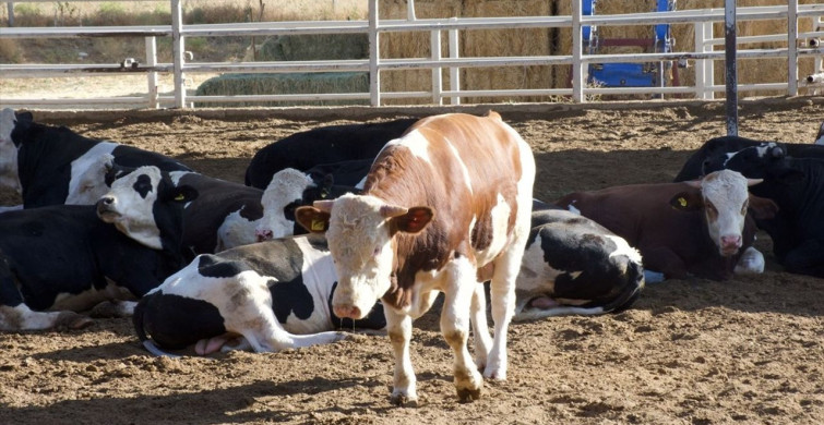 Kırşehir'deki Hükümlüler Tarım ve Hayvancılıkla Topluma Katkı Sağlıyor